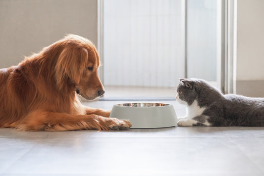 ¿Cómo es una dieta balanceada para mascotas?