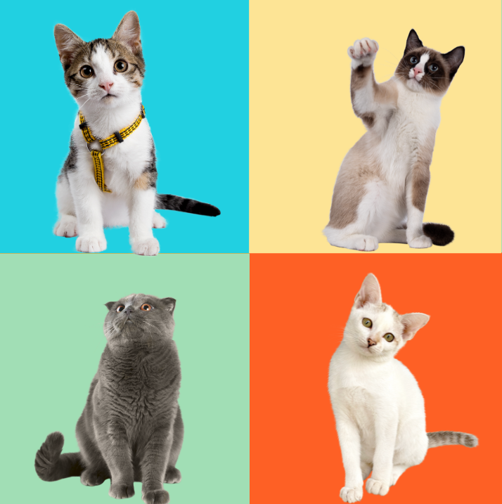 Snacks para gatos