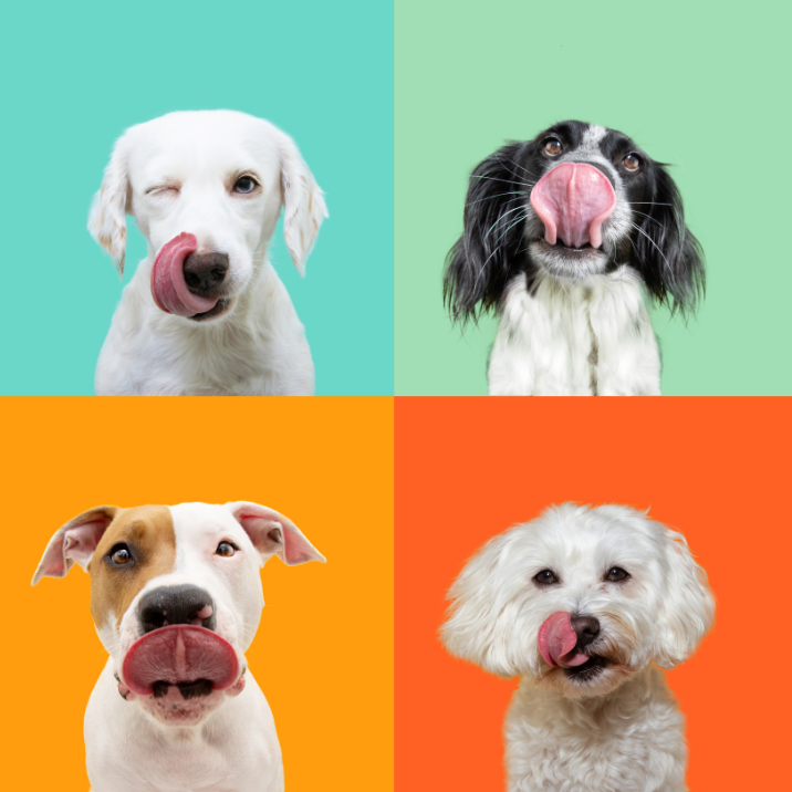 Snacks para perros